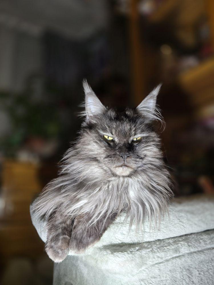 Чистокръвни Котенца Мейн Куун