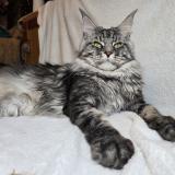 Чистокръвни Котенца Мейн Куун — снимка 3