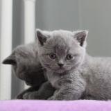 Чистокръвни сини британчета — снимка 1