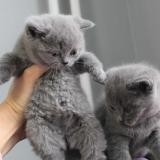 Чистокръвни сини британчета — снимка 2
