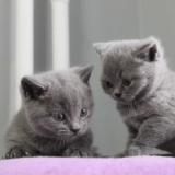 Чистокръвни сини британчета — снимка 3